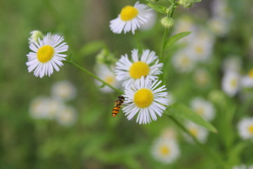 Obraz na płótnie Canvas Pszczoły i kwiaty rumianku