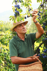 Old man gathering plums from a tree