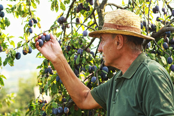 Old man picking plums from a tree