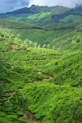 Teeplantage in den Bergen Indiens