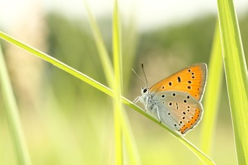 Fototapeta na wymiar Motyl na ¼d¼bło trawy na łące w wiosenny poranek