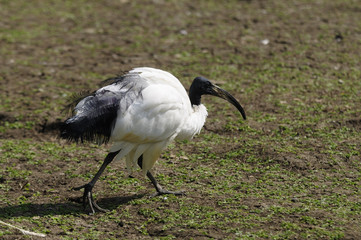 Heiliger Ibis