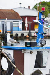 Fototapeta na wymiar Möwe auf Fischerboot