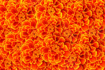 French marigold color background