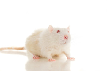 Cute white young home rat sit on white background