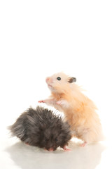 Cute grey young home hamster stay on back paws, yellow hamster s