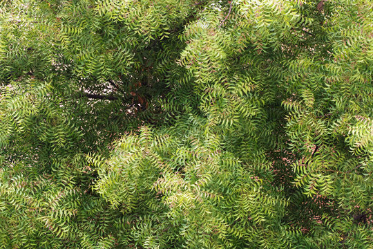 Neem tree (azadirachta indica) - top view