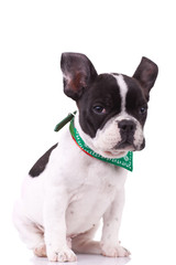 Fototapeta premium cute and sleepy french bulldog