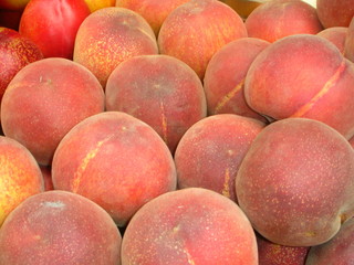 pesche