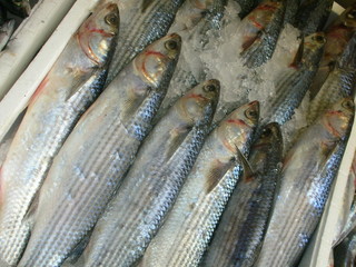 pesce azzurro