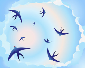 swallow circle