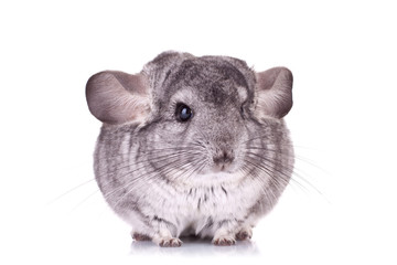 Young Chinchilla