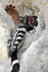 Common Hoopoe (Upupa epops), Israel