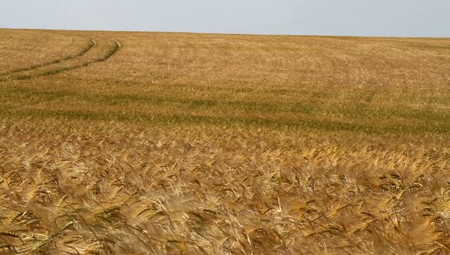 Champ de bl&eacute;