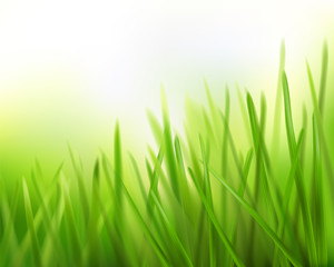 Grass. Vector illustration.