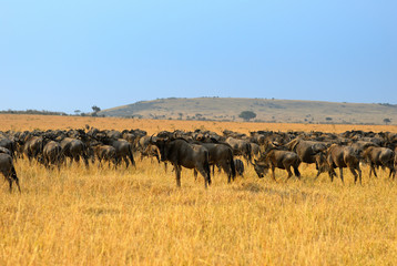 Obraz premium African landscape with antelopes gnu