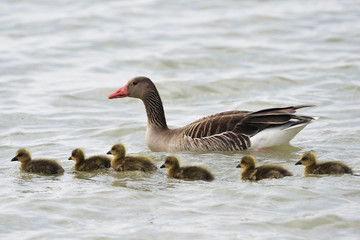 Graugans mit Jungen