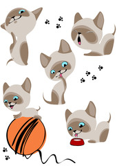 cheerful Siamese kittens 2. Similar in a portfolio