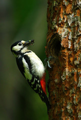 Woodpecker bring insect
