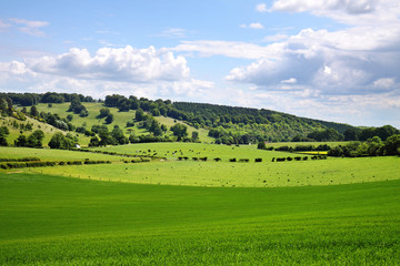 Fototapeta na wymiar An English Rural Landscape in early Summer