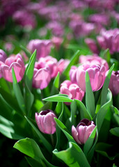 tulips pink and green