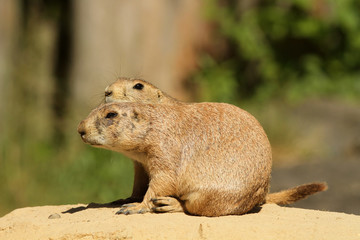 Prairie dogs
