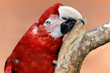 Portrait de profil d'un ara chloroptère sur une branche © Christian Musat