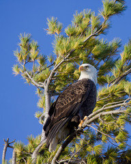 proud bald eagle scans the sky
