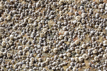 Spannender Hintergrund - Muscheln auf einem Stein