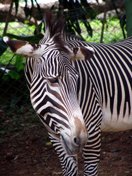 Zebra