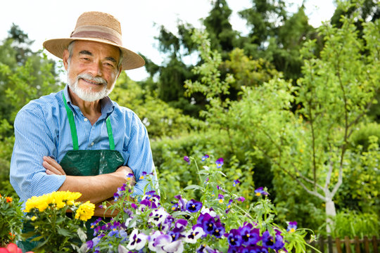 Senior man with the flowers in his garden