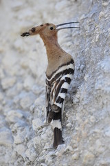 Common Hoopoe (Upupa epops)