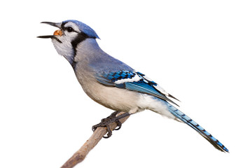 bluejay swallows a whole nut in one gulp