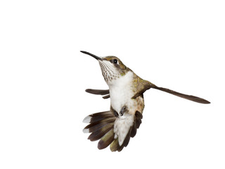 hummingbird falls backwards with is wings spread open © mtruchon