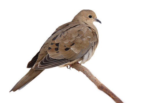 turtledove fluffs its feathers to keep warm