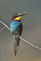 Bee-eater, Merops apiaster