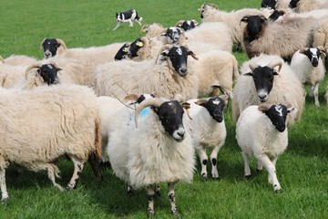 moutons écossais