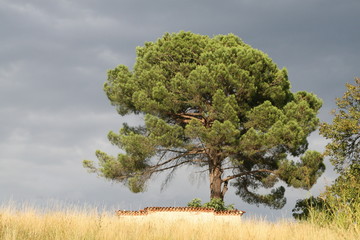 isolated tree in the middle of a hill in Tuscany