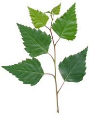 Obraz premium twig of birch tree and leaves