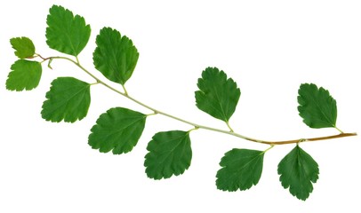 twig of snowberry with green leaves