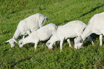 goats and sheep in pasture on a green field