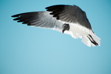 seagull soaring blue sky