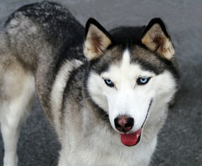 Alert Young Siberian Husky with Clear Blue Eyes