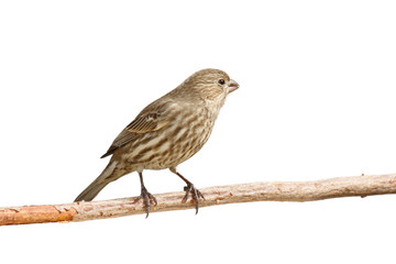 finch eats a safflower seed
