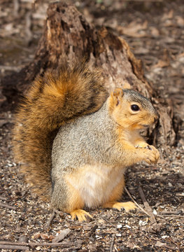 eastern gray squirrel in front of a stump