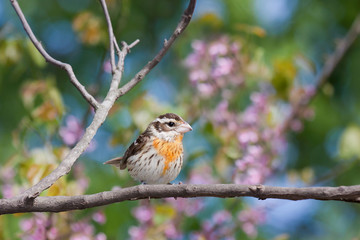 Fototapeta premium female rose-breasted grosbeak
