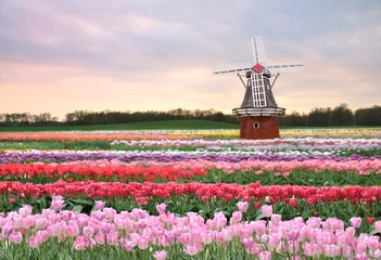 Acrylic prints Tulip tulips field