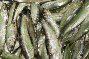Obraz premium Herring catch, macro photo