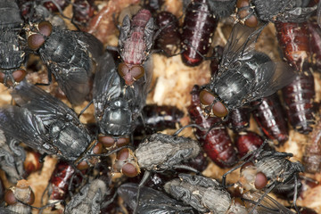 Bluebottle flies hatching