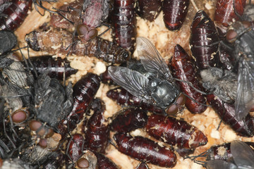 Bluebottle flies hatching